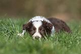 BORDER COLLIE 829